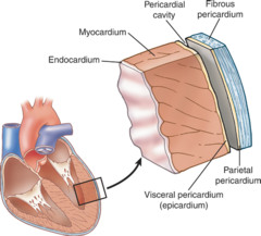 1. Parietal layer: 
2. Myocardium: 
3. Epicardium: 
4. Endocardium: