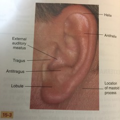 12a. Fill in the labels indicated in the following illustrations (outer ear).