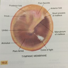 12c. Fill in the labels indicated in the following illustrations (tempanic membrane).