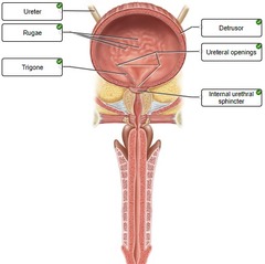 23b-07. Correctly label the following anatomical parts of the male urethra and urinary bladder.