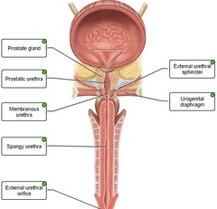 23b-08. Correctly label the following anatomical parts of the male urethra and urinary bladder.