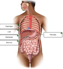 25-4. Correctly label the following parts of the digestive system.