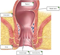 25b-19. Correctly label the following parts of the rectum and anus.