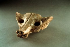 3. Camelid sacrum