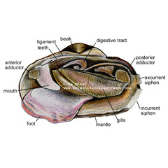 6. Refer to the illustration above. This organism is a
 A. bivalve. B. cephalopod. 
 C. trochophore. D. gastropod.
