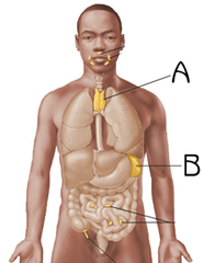 (8) The spleen is located in which quadrant?
a LUQ
b RUQ
c RLQ
d LLQ