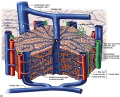 a bile duct along with a portal venule and arteriole