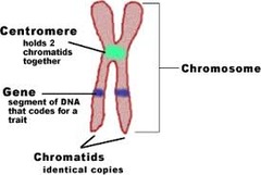 •A duplicated chromosome consists of two identical structures called