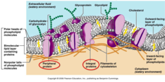 A membrane protein that spans the phospholipid bilayer one or more times is _____.

 an integrin
 a transmembrane protein
 a peripheral protein
 a glycoprotein
 an associated protein