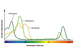 absorbance spectrum