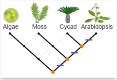 According to the cladogram shown, which organism is most closely related to Arabidopsis?
 A. Algae
 B. Moss
 C. Cycad
 D. Cannot be determined.