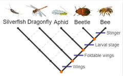 According to the cladogram shown, which organisms have foldable wings?
 A. Aphid only.
 B. Dragonfly and aphid.
 C. Aphid, beetle, and bee.
 D. Silverfish and dragonfly.
