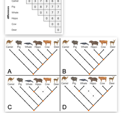 According to the molecular data table shown, which cladogram below fits the data the best?
A. Cladogram A.
 B. Cladogram B.
 C. Cladogram C.
 D. Cladogram D.