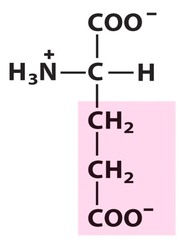 acidic acid
- R group composition classifies amino acids and determines their function.