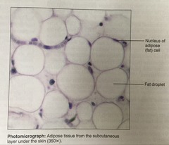 Adipose Tissue (loose)