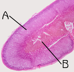 Adrenal Cortex (Histological view)
