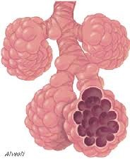 Alveoli
