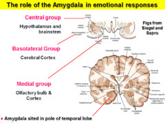 amygdala