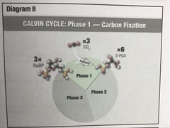 An organic carbon, in the form of CO2, is incorporated into organic molecules.