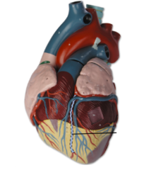 Anterior interventricular artery