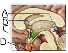 anterior pituitary