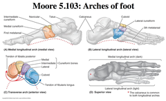 Arches of the Foot