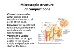 Are central canals found in spongy bone?