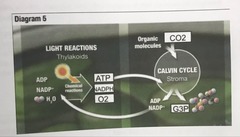 ATP, NADPH, O2, 
CO2, G3P