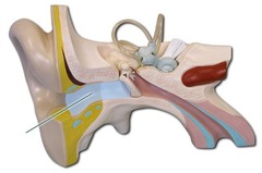 auditory canal