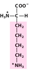 basic
-The structure of the amino acid R group determines the identity and character of amino acids.