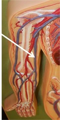 Basilic vein