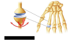 Biaxial Movement: condylar type of joint