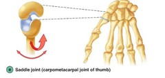 Biaxial Movement: saddle type of joint