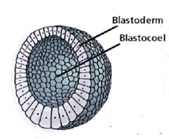Blastula