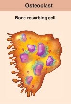 Bones are constantly undergoing resorption for various reasons. What cell accomplishes this process?
