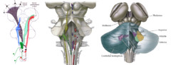 brainstem