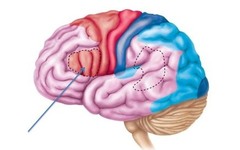 Broca's area (frontal lobe)