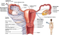 C) infundibulum, ampulla, isthmus, uterus

After ovulation, the oocyte enters the infundibulum, travels through the ampulla and isthmus, and enters the uterus.