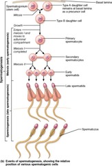 C) spermatozoa 

The final product of spermiogenesis is spermatozoa. These will enter the lumen of the seminiferous tubule.