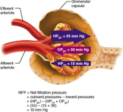 Calculate the net filtration pressure if blood pressure in the glomerulus is unusually high, around 68 millimeters of mercury (mm Hg).