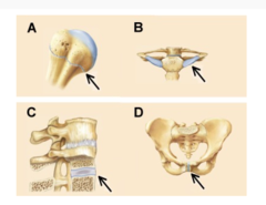 cartilaginous joints