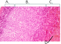 Chromaffin Cells (Adrenal Medulla)