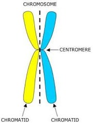 Chromatids are held together by a structure called the