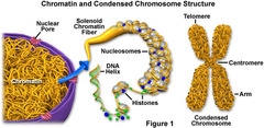 chromatin is compacted into visible structures called