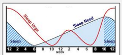 circadian rhythm