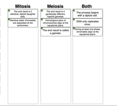Click and drag each label to identify whether it describes meiosis, mitosis, or both.
