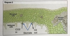 CO2 in, O2 out, stomata