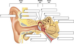 cochlea