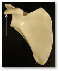 Coracoid Process