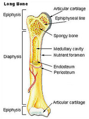 Correctly label the following anatomical parts of a long bone.